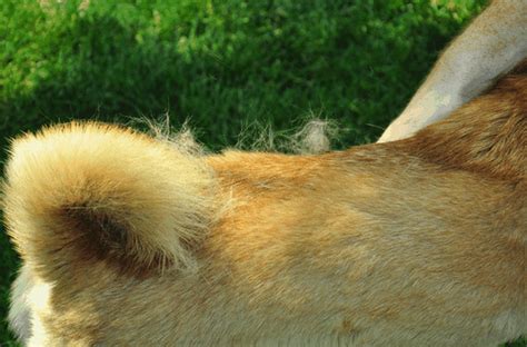 What Causes Dogs To Shed