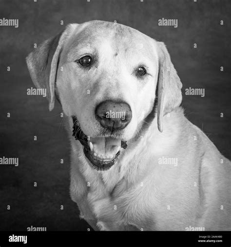 Golden Retriever And Lab Mix Hi Res Stock Photography And Images Alamy