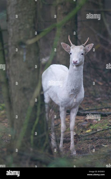 White Fallow Deer Hi Res Stock Photography And Images Alamy