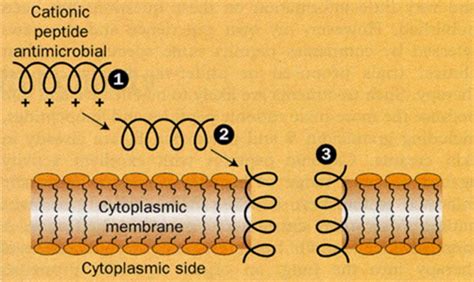 Peptide Antibiotics The Lancet