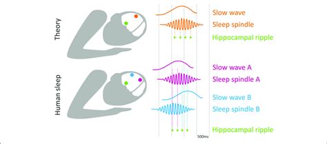 | Local sleep oscillations and memory consolidation: theory vs ...