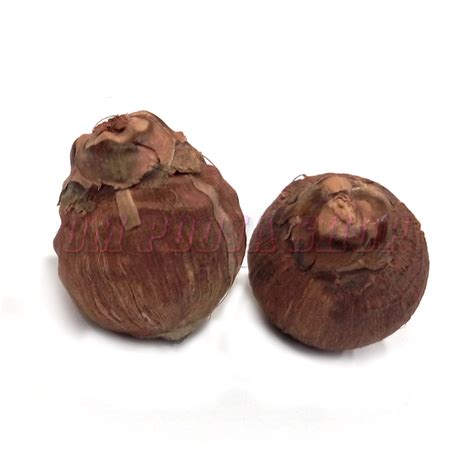 Laghu Nariyal Siddh Small Coconut For Wealth Buy Online In Usa From India