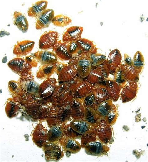 Bed bug (Cimex lectularius)