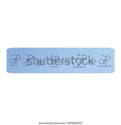 Diagram Showing Metabolism Ketamine Norketamine Metabolites Stock ...