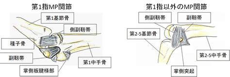 軟部組織損傷 ロッキングフィンガー しし接骨院・ししフィットは南福岡駅・雑餉隈駅近くで皆様に施術を！