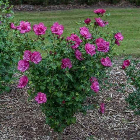 Althea Dark Lavender Chiffon Campbells Nursery