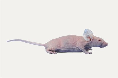 Souris Athymic Nude Immunod Ficiente Janvier Labs