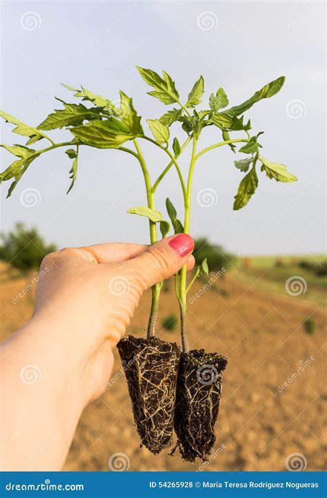 Planta De Tomate Foto De Archivo Imagen De Germen Tomates