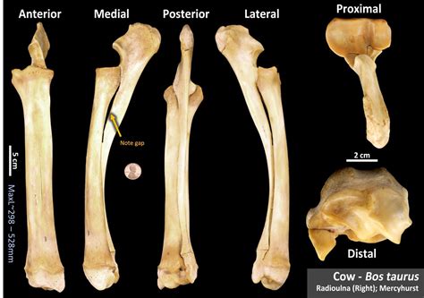 Cow Radio Ulna Osteoid Bone Identification