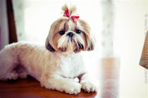 Cuidados Del Pelo Del Shih Tzu Noticias De Perros