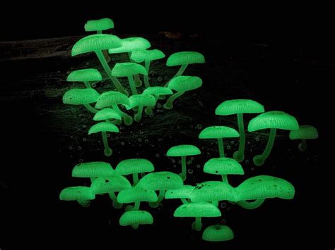 Bioluminescent Fungi Glow To Trick Insects The Common Naturalist