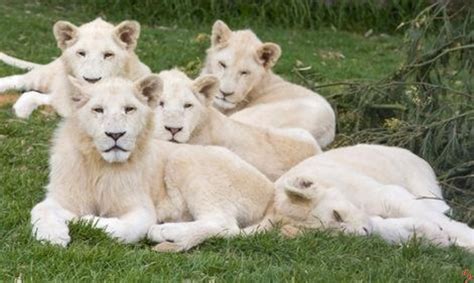 White Lions - White Lions Photo (32808037) - Fanpop