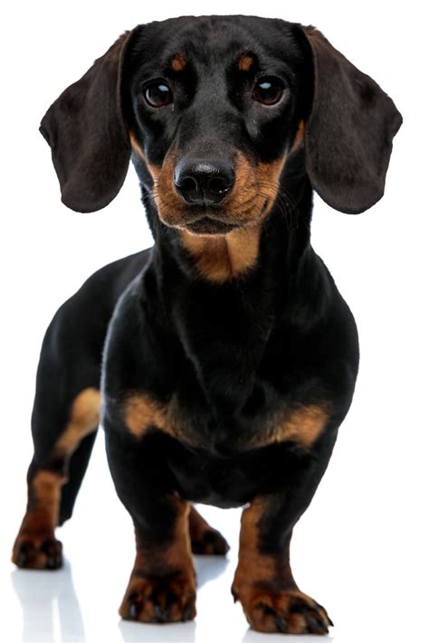 Dachshund Dogs (27 Wonderful Weiner Dogs) - Talk to Dogs