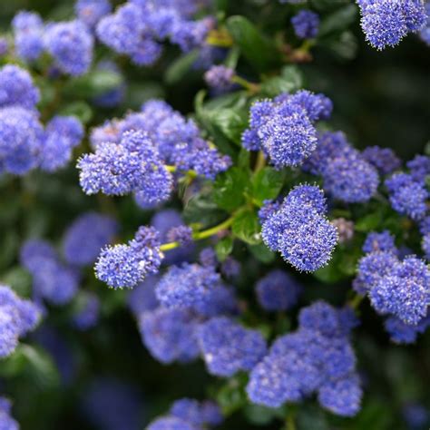 Prusznik niebieski zimozielony BLUE MOUND obfitość niebieskich