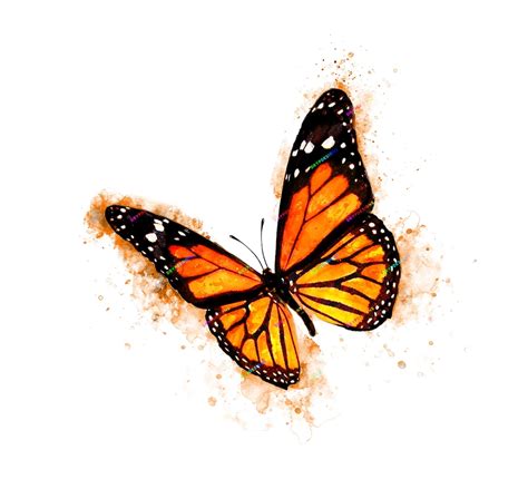 Watercolor Monarch Butterfly Png Graphic Digital Download File Etsy