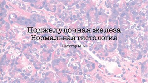 Поджелудочная железа. Нормальная гистология - YouTube