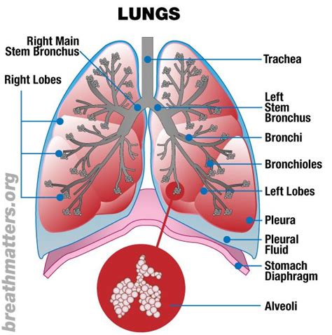 Labeled Diagram Of The Lungs