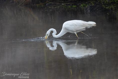 Grande aigrette Great egret Ardea Alba Un grand merci à Flickr