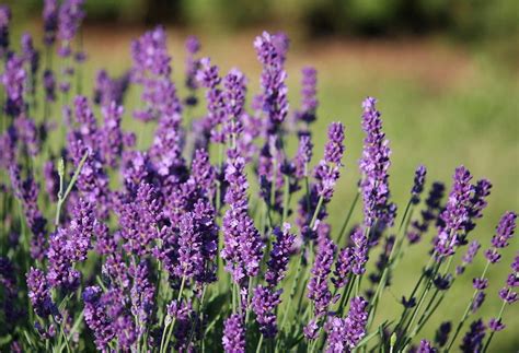 La Lavanda Caracter Sticas Cuidados Usos Propiedades