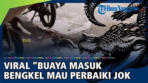 Viral Buaya Masuk Bengkel Bikin Geger Pemilik Dan Pelanggan Kabur