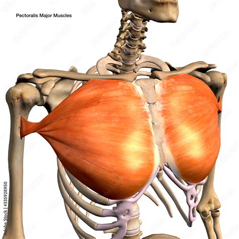 Pectoralis Major Muscle Isolated Anterior View Stock Illustration Hot Sex Picture