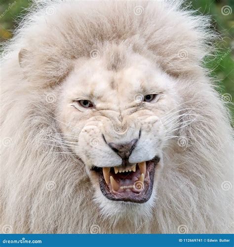 Angry White Lion Wallpaper