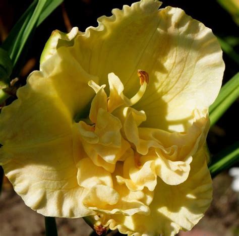 Siloam Double Frost Daylily Hemerocallis New Hope Daylilies