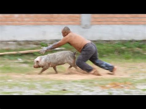 Competencia Chancho Encebado En Villamor De Tocache Youtube