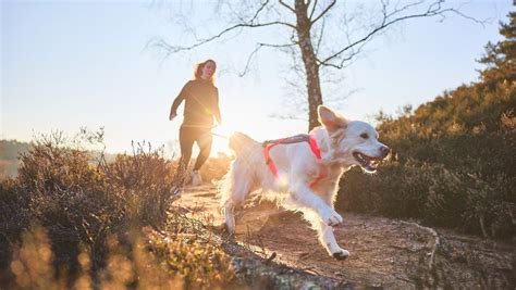 Canicross Qué Es Y Cuáles Son Los Beneficios De Correr Con Tu Perro