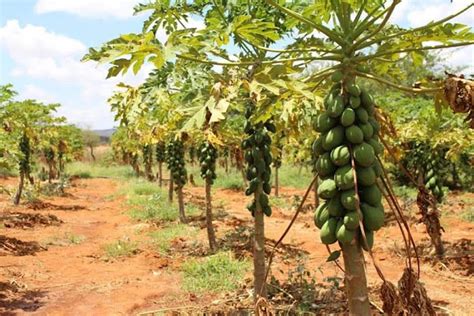 Rich Farm Kenya Profitable Agribusiness Ideas In Fruit Farming Why