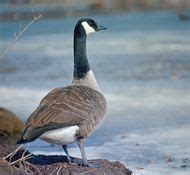 Giant Canada goose | bird | Britannica.com