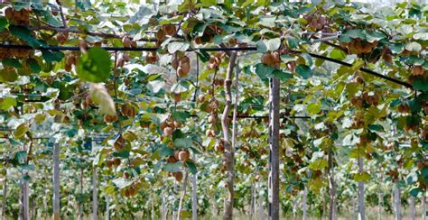 Actinidia Deliciosa Solo Kiwi Horticulture Dumont