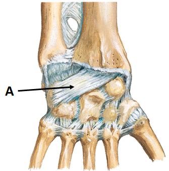 Main ligaments of the radiocarpal joint Flashcards | Quizlet