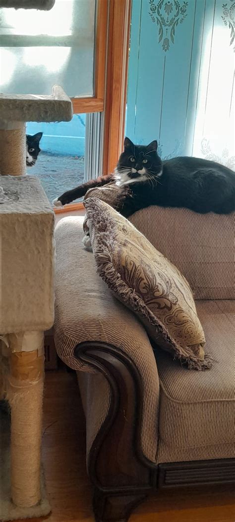 Tuxedo Cats Are The Best Figaro On The Left And Domino Lounging On The