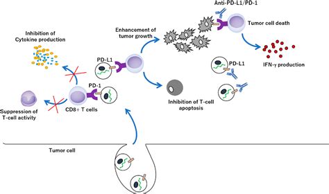 Figure 1 From Molecular Docking And Intracellular Translocation Of