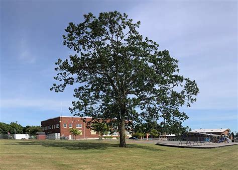 What Is A Garry Oak Oak Harbor Garry Oak Society