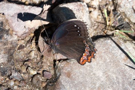 Mariposa sátira de borde rojo Gyrocheilus patrobas Picture Insect