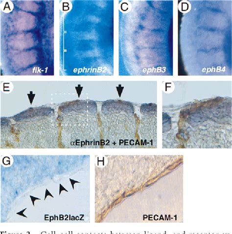 Figure 3 From Roles Of EphrinB Ligands And EphB Receptors In