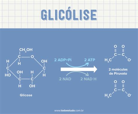 Fase Preparatória Da Glicólise Retoedu