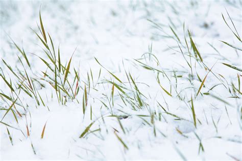 Snow Grass In 2024 Minimalist Art Art Inspiration Watercolor Art