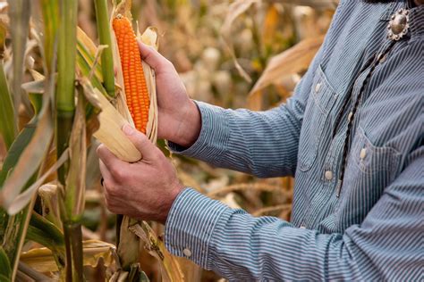 History Of Corn Professor Torbert S Orange Corn