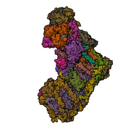 Rcsb Pdb Ak Cryo Em Structure Of Nd P L Mutant Respiratory