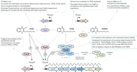 Schematic Representation Of The Pqs Qs System In P Aeruginosa The