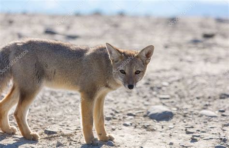 Zorro gris sudamericano Lycalopex griseus Zorro patagónico en las