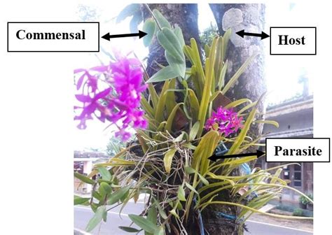 Commensalism Examples Of Plants