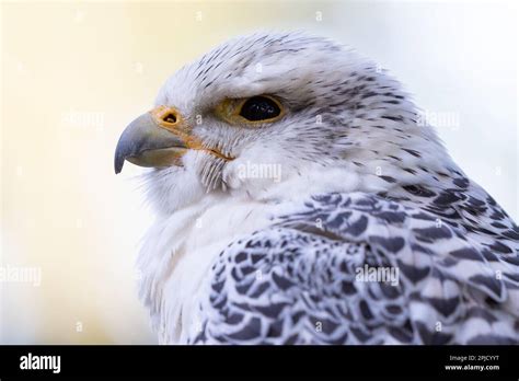 Gyrfalcon And Saker Falcon Cross Falco Rusticolus X Falco Cherrug