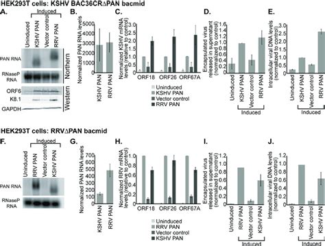 KSHV And RRV PAN RNA Are Functional Homologs A HEK293T Cells Were