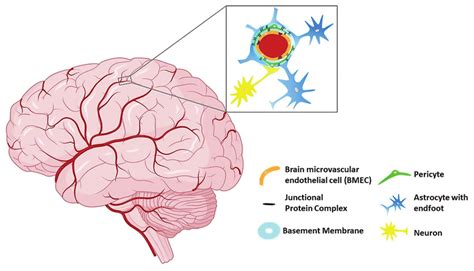 Schematic Presentation Of The Nvu And Bbb The Neural Astrocytes And