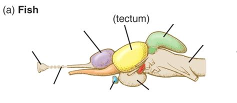 Diagram of Fish Brain Diagram | Quizlet