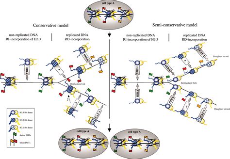 Histone H3 Variants And Their Potential Role In Indexing Mammalian